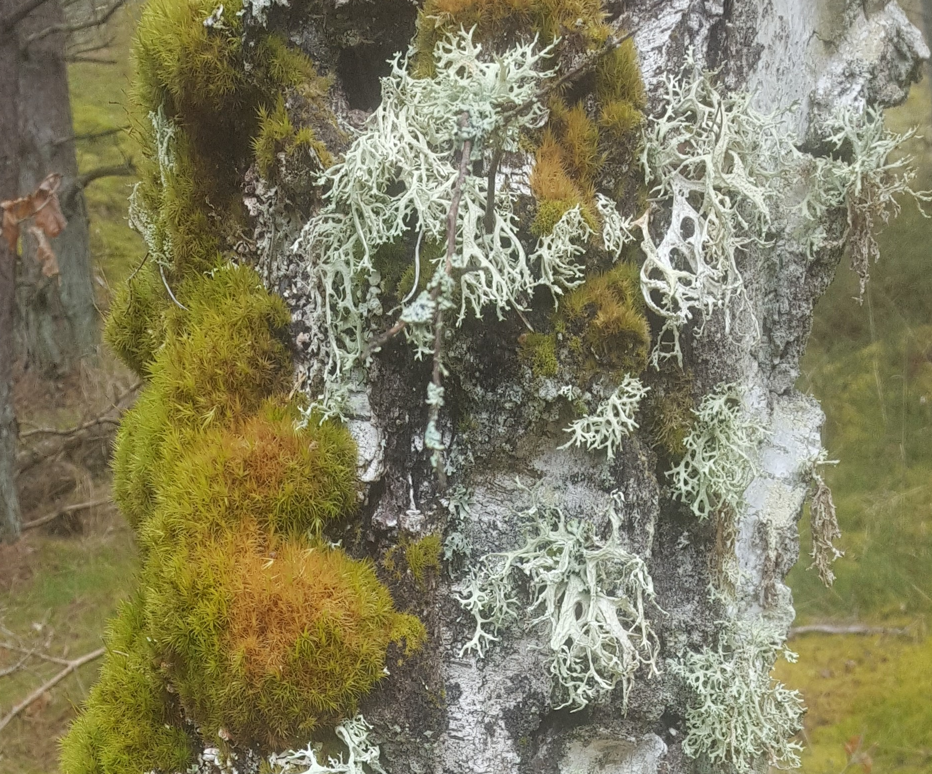 decorating image: some lichens