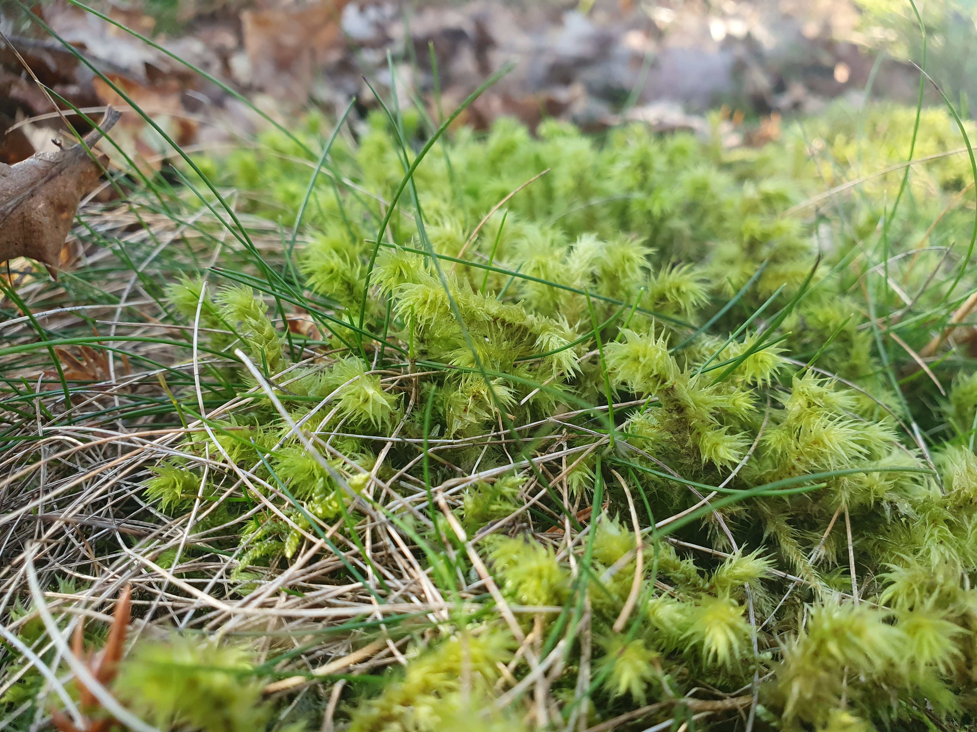 A moss called hakmossa.